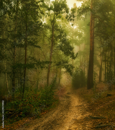 walk in the autumn forest. fog. autumn colors. melancholy. © Mykhailo