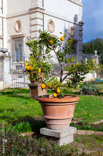 Fototapeta Naklejka Na Ścianę i Meble -  Potted small lemon tree in park of Rome