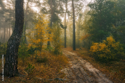 walk in the autumn forest. fog. autumn colors. melancholy.