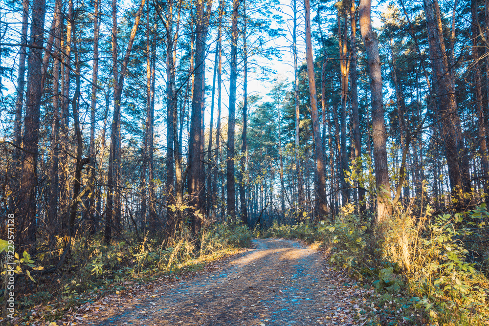 Fototapeta premium Beautiful forest with different trees