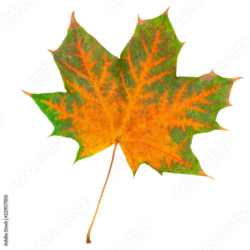maple autumn leaf bright on white background