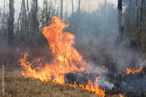 Fire at the Swamp