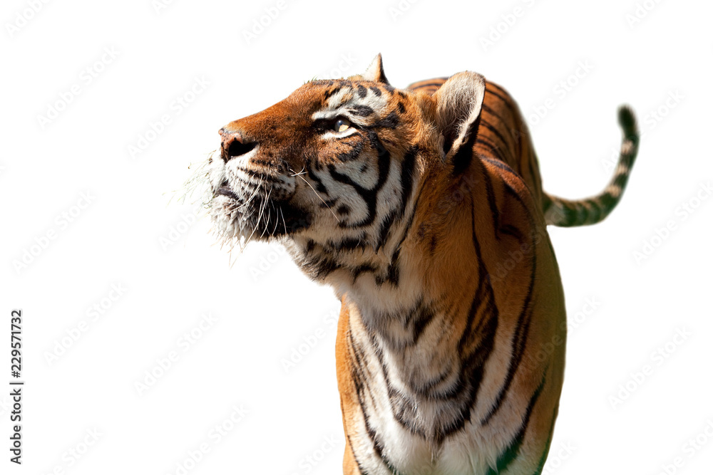 Obraz premium Odosobniony Tygrys Bengalski, patrząc w górę