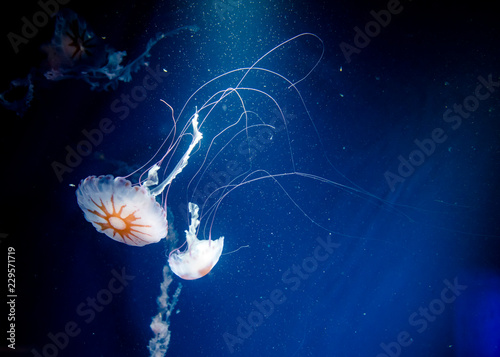jellyfish medusa animal creature