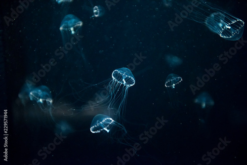 Fotografie, Tablou jellyfish medusa　creature　animal　insect