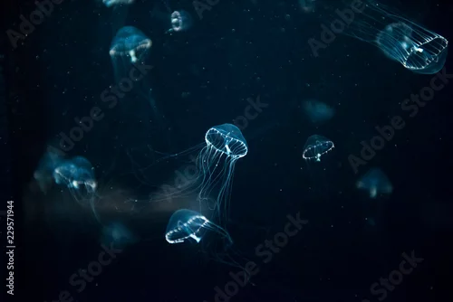 Obraz meduza meduza stworzenie zwierzę owad