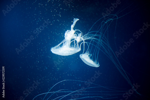 jellyfish medusa   creature animal 