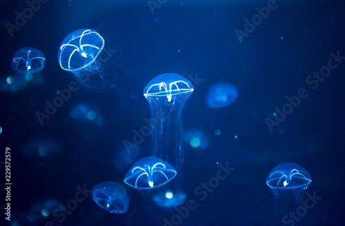 jellyfish medusa　creature animal 