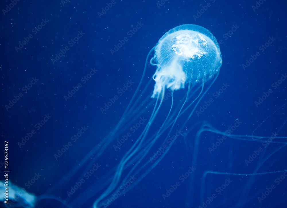 Fototapeta premium jellyfish medusa insect water