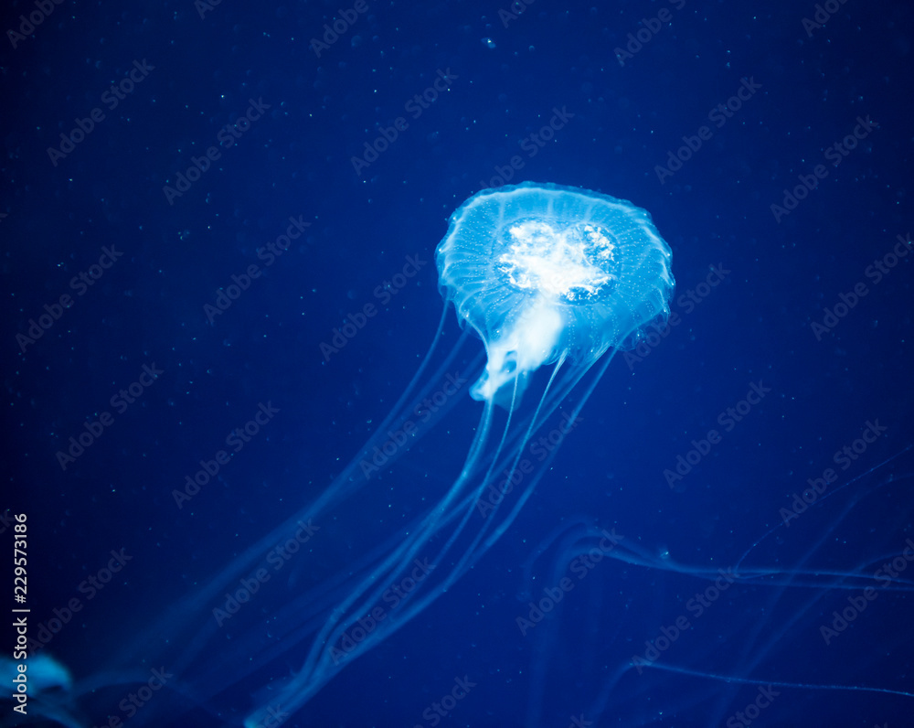 Naklejka premium jellyfish medusa insect water