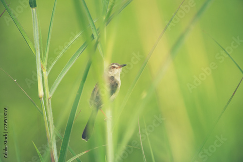 Plain Prinia bird. nature f...