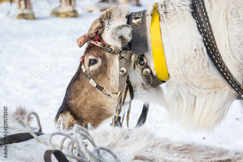 Reindeer with bloody horns and a harness on his head bent his head in a Siberian camp in winter. photo