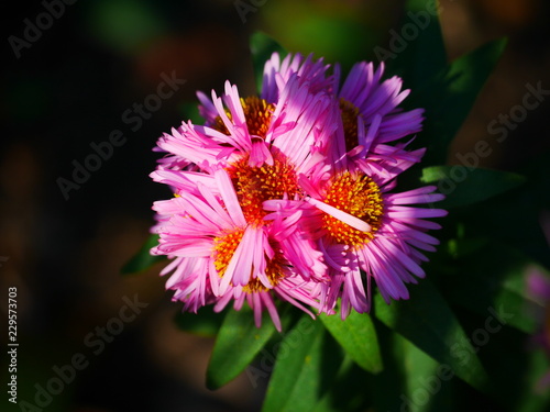 Close up of a cluster of sunlit pink michaelmas daisies (asters)