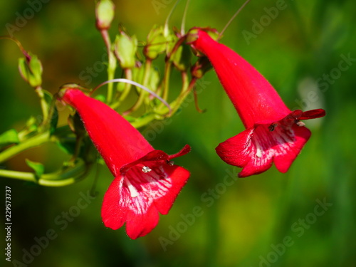 Close up of two red penstemon flowers