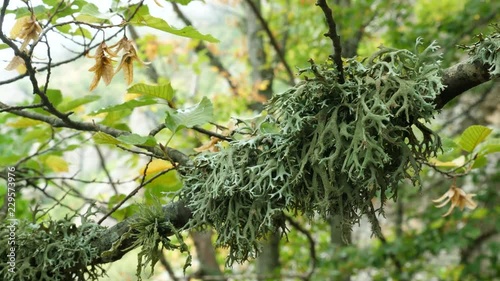 Dense green lichen (Evernia prunastri) on an oak tree branch in an autumnal mountain forest. photo