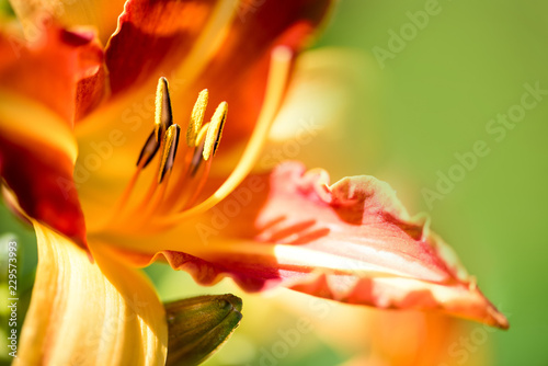 Fototapeta Naklejka Na Ścianę i Meble -  Clouse up Beautiful lily, yellow and orange flower. Close-up of a stamen with pollen