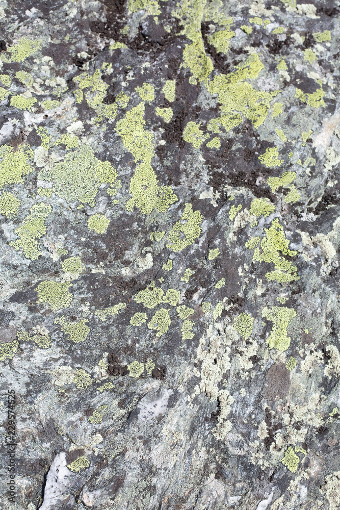 Fototapeta premium lichen 2