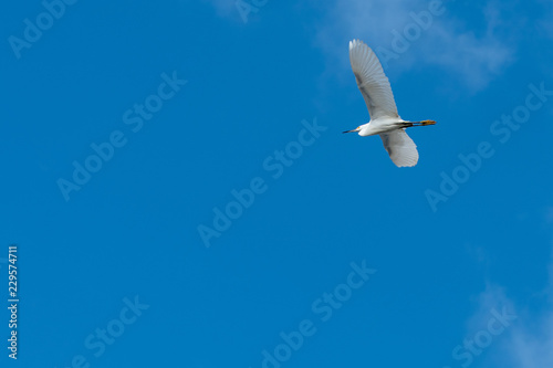 Seagull flying in the sky. Room for text or composites.