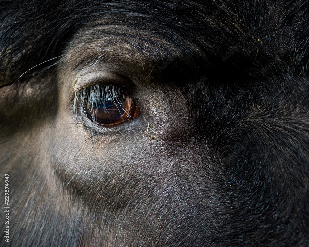 Close-up of eye of water buffalo-059