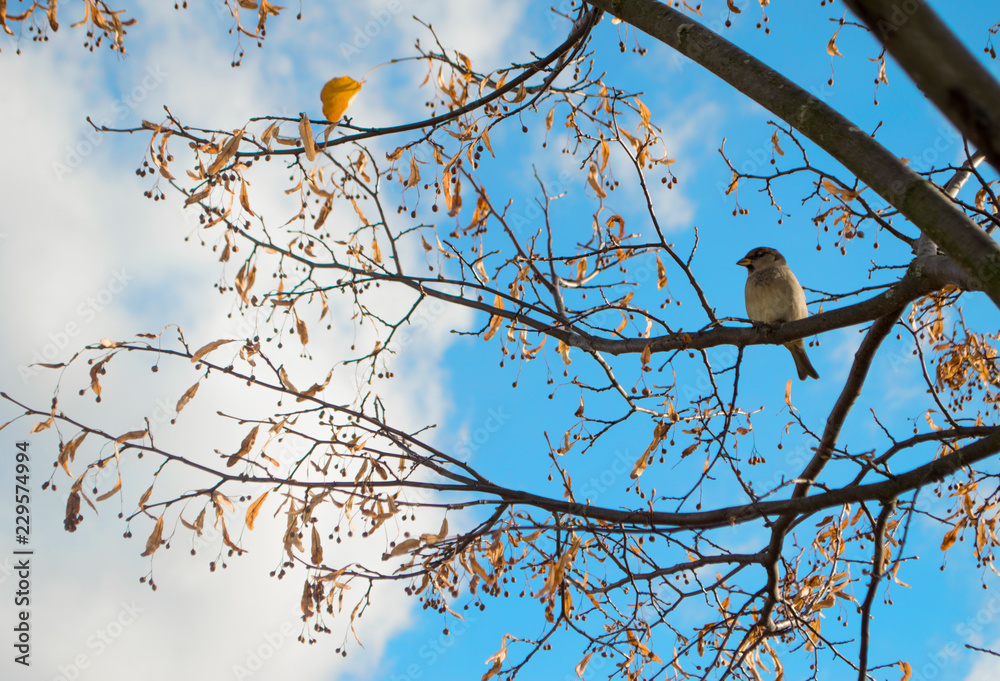 Sparrow on the branch Sparrow on the branch
