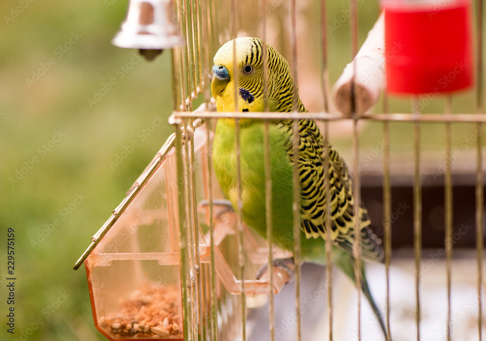 Naklejka premium A parrot in a cage sits on a bird feeder and pecks grains