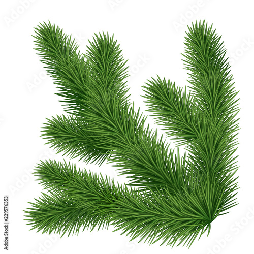 Christmas tree illustration  coniferous branch  twig  design element  isolated on white background