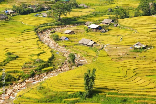 Rice Terrace in Sapa