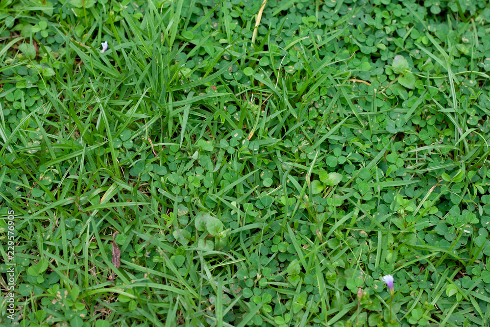Focus of green grass on top view. Focus of green grass on top view.