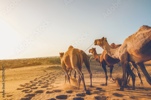 Camels walking in the desert 