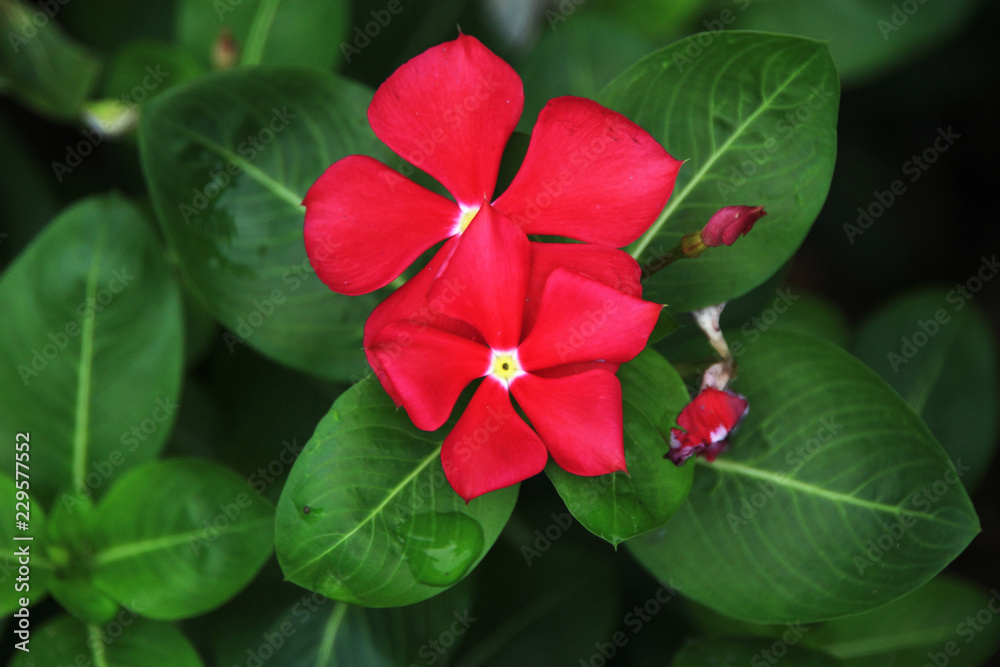 red flower in the garden red flower in the garden