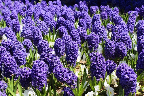 Field of purple hyacinth 
