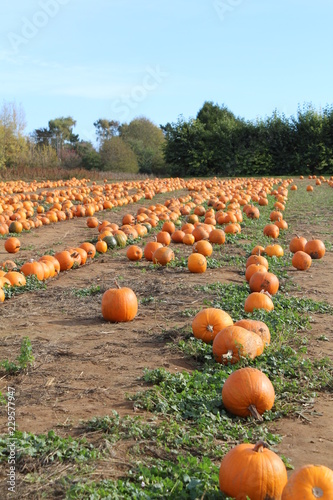 Pumkin field rows portrait