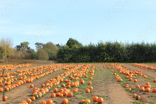 Pumkin field rows landscape