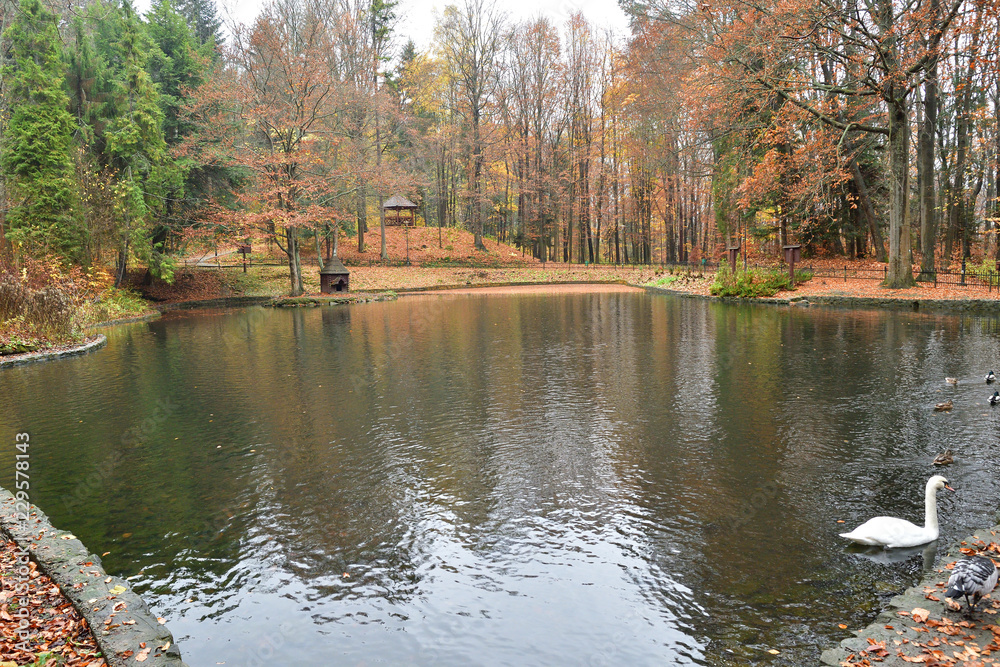 flock of birds duck swan and canada goose to swim on the lake in autumn flock of birds duck swan and canada goose to swim on the lake in autumn