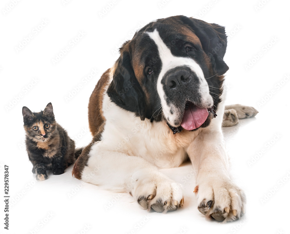 saint bernard and kitten