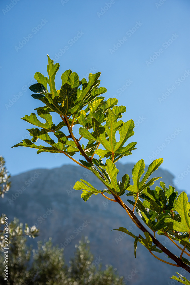 Urlaub, Mallorca, Valldemossa, Starand, Meer, Möven, Zitronen, Berge, Blumen, Wandern, Reisen Urlaub, Mallorca, Valldemossa, Starand, Meer, Möven, Zitronen, Berge, Blumen, Wandern, Reisen