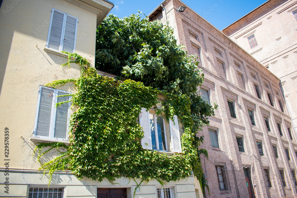 Ivy growing on the facade of a typical Italian building