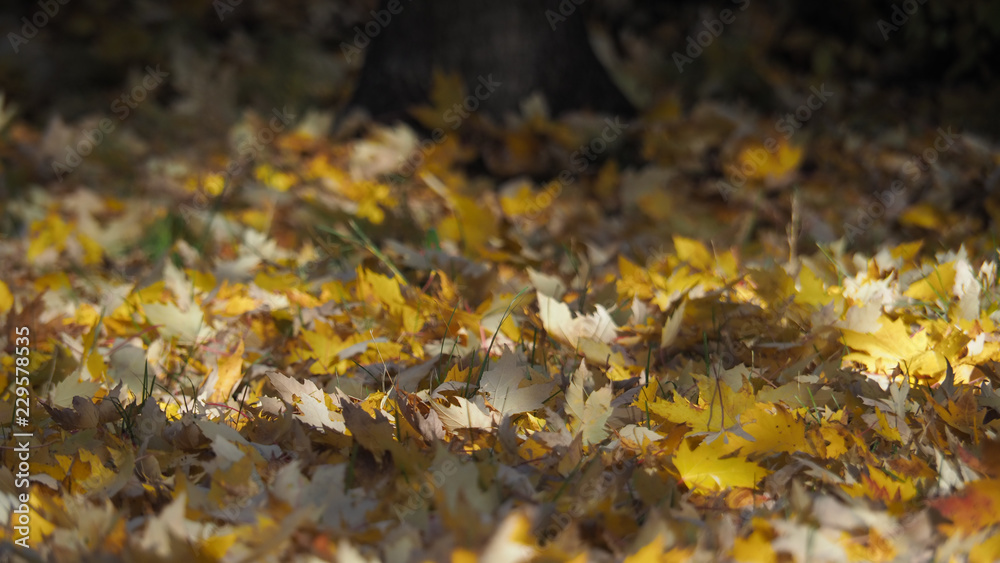 Fototapeta premium Leafs on the ground