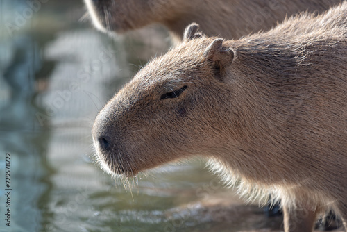 Wallpaper Mural 水辺のカピバラ Torontodigital.ca
