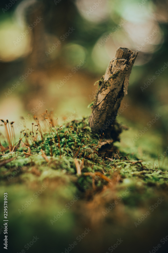 Moss tree macro Moss tree macro