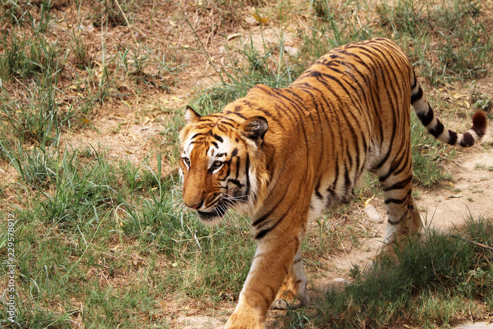 Bengal Tiger Bengal Tiger