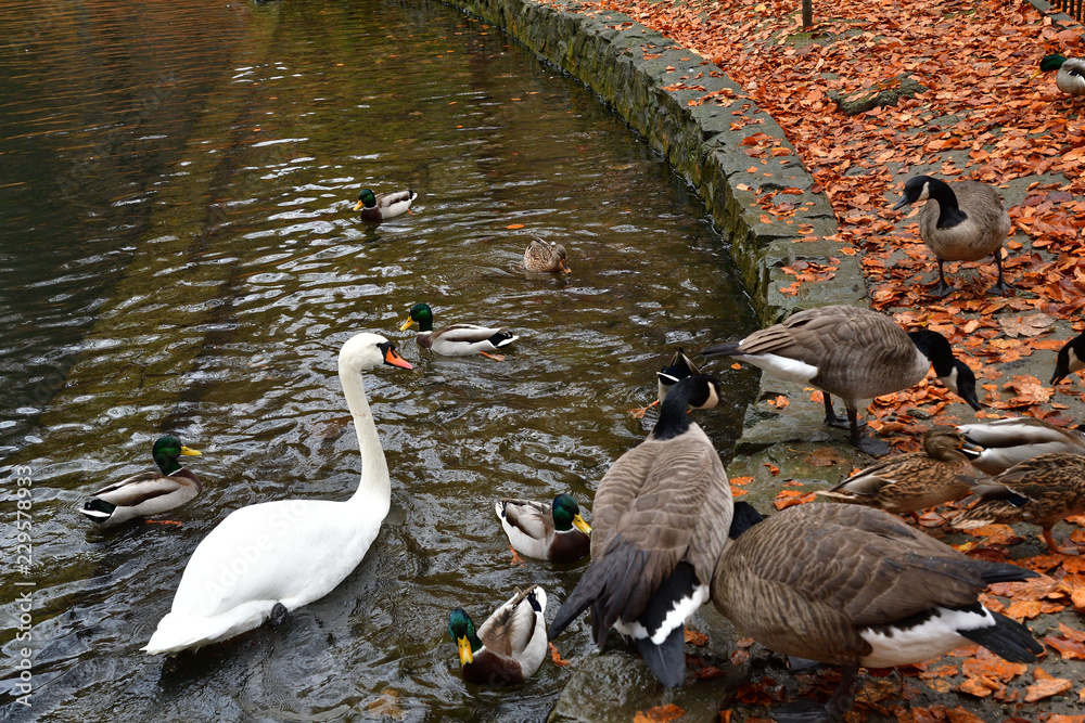 Obraz premium flock of birds duck swan and canada goose to swim on the lake in autumn 