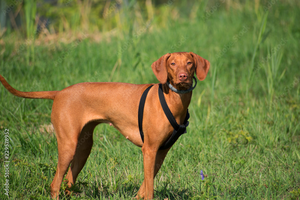 dog dog
