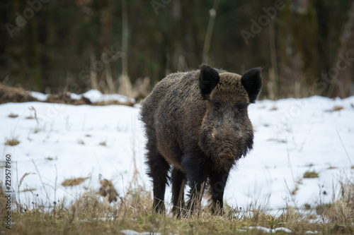 Wildschwein / Wildschweine im Winter / Wald - Forstenrieder Park