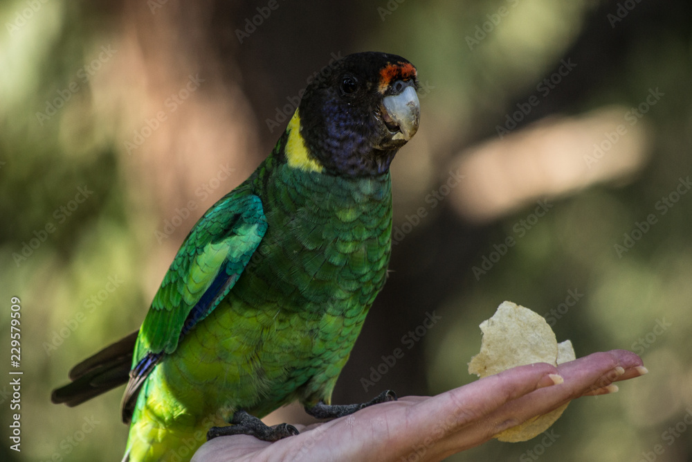 Colorful wild parrot from Australia Colorful wild parrot from Australia