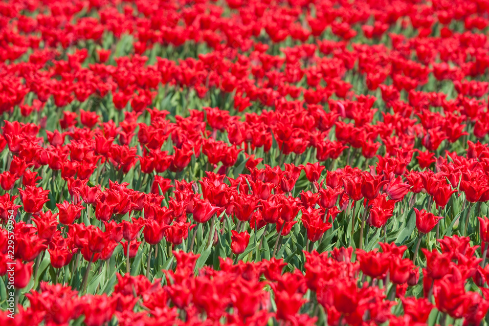 red tulips