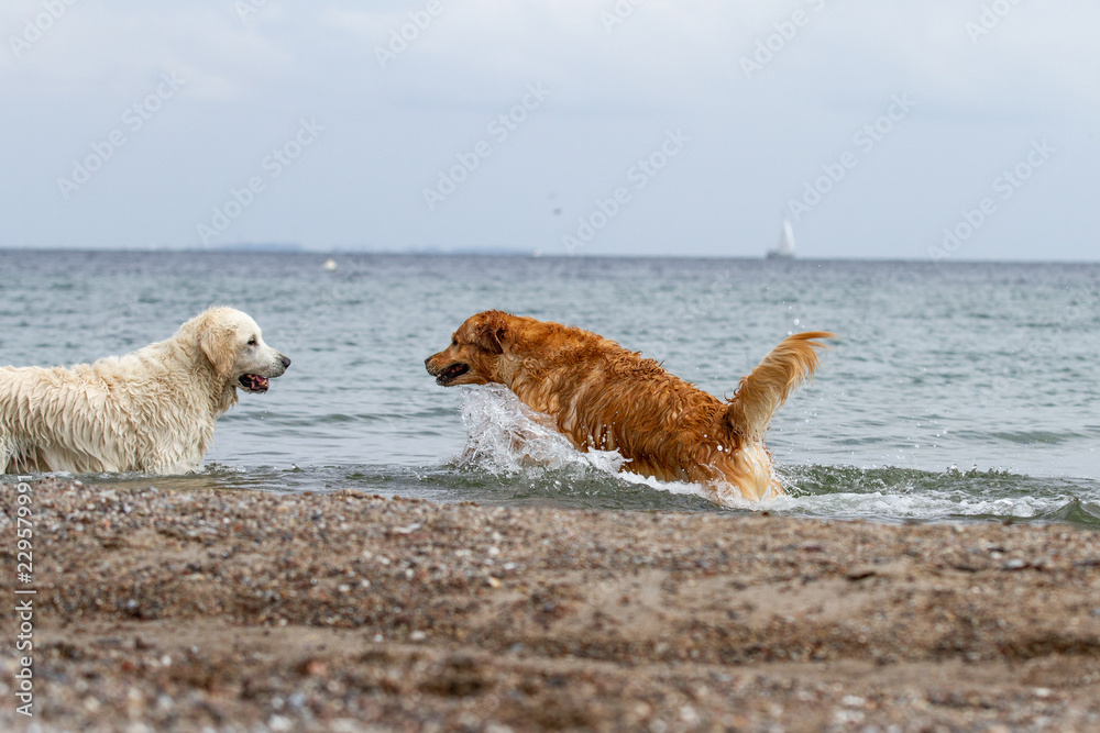 Golden Retrieber, Labrador, Retriever, Freund, gassi Golden Retrieber, Labrador, Retriever, Freund, gassi