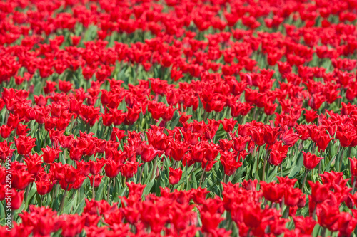 red tulips © Patricia