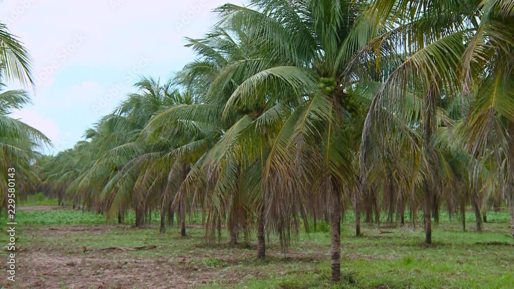 Coqueiros Ceará