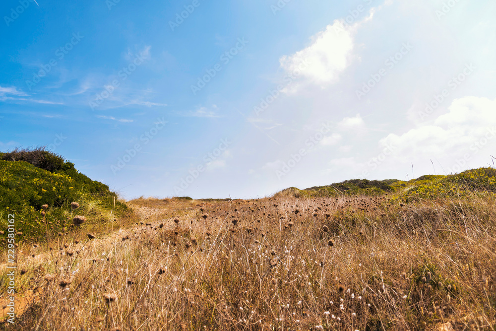 Dry meadow inside the coastal dunes natural park in summer